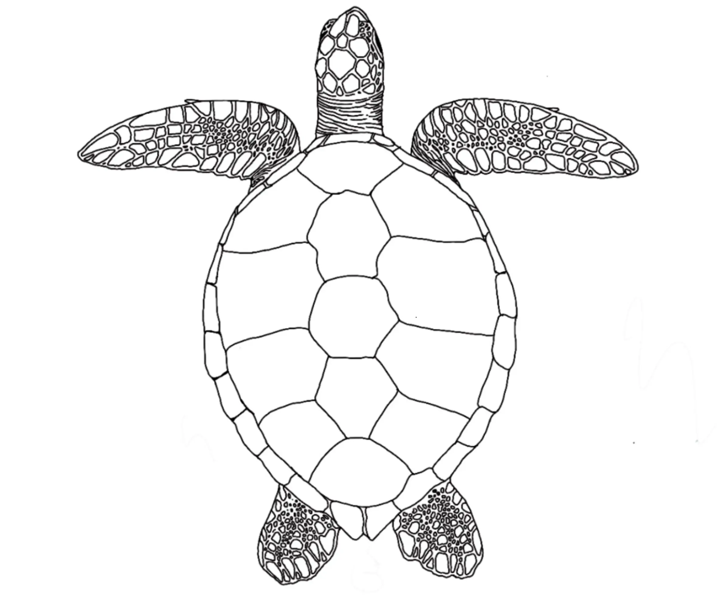 Adult Green Turtle