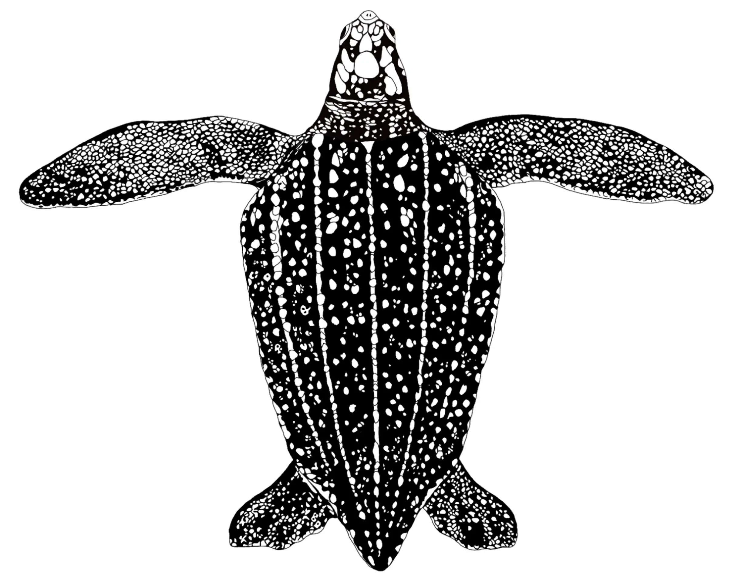 Adult Leatherback Turtle