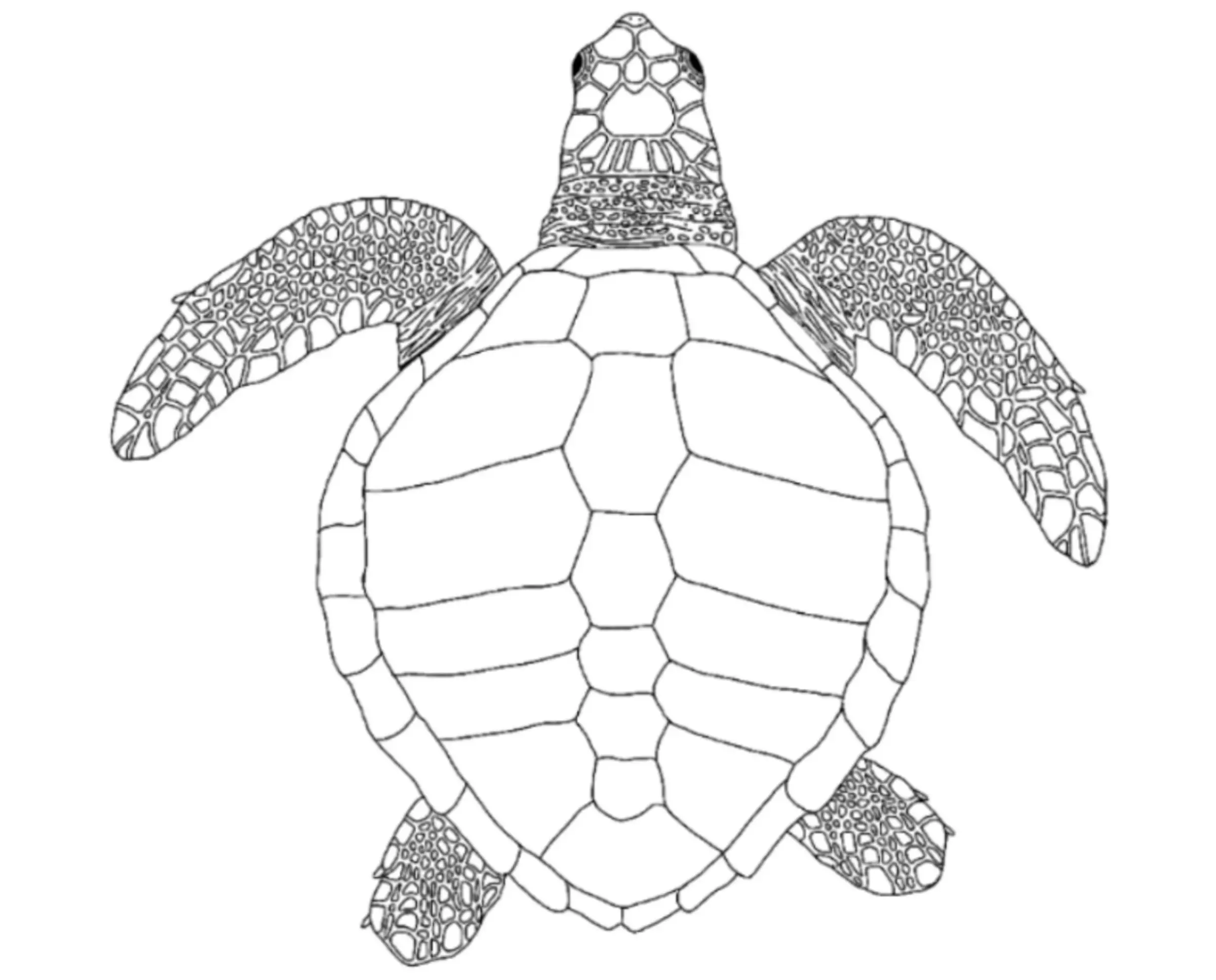 Adult Olive Ridley Turtle
