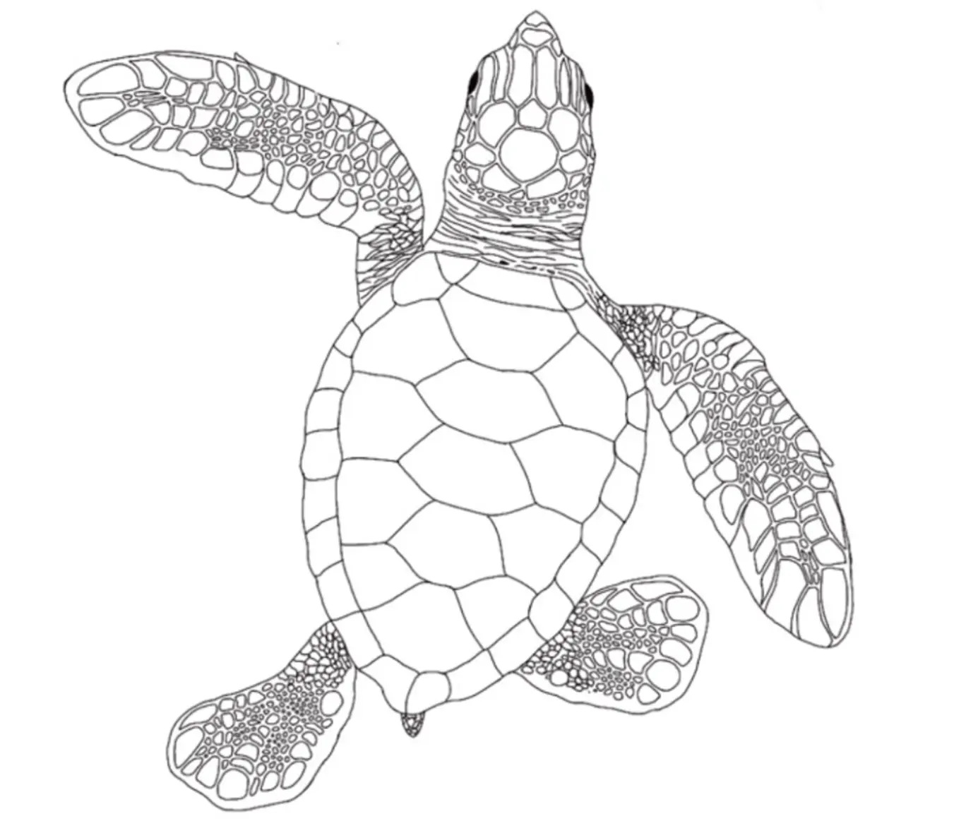 Hatchling Green Turtle