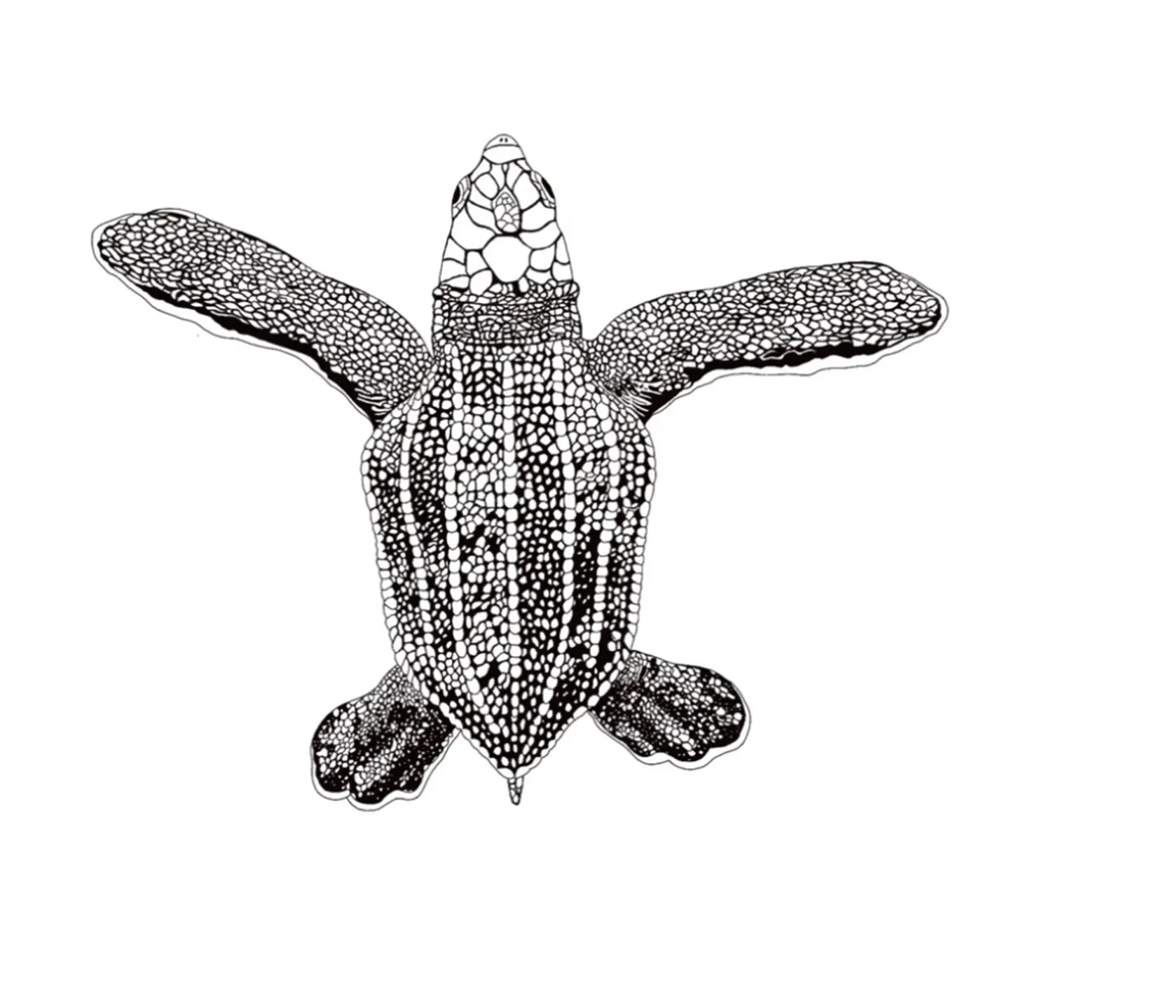 Hatchling Leatherback Turtle