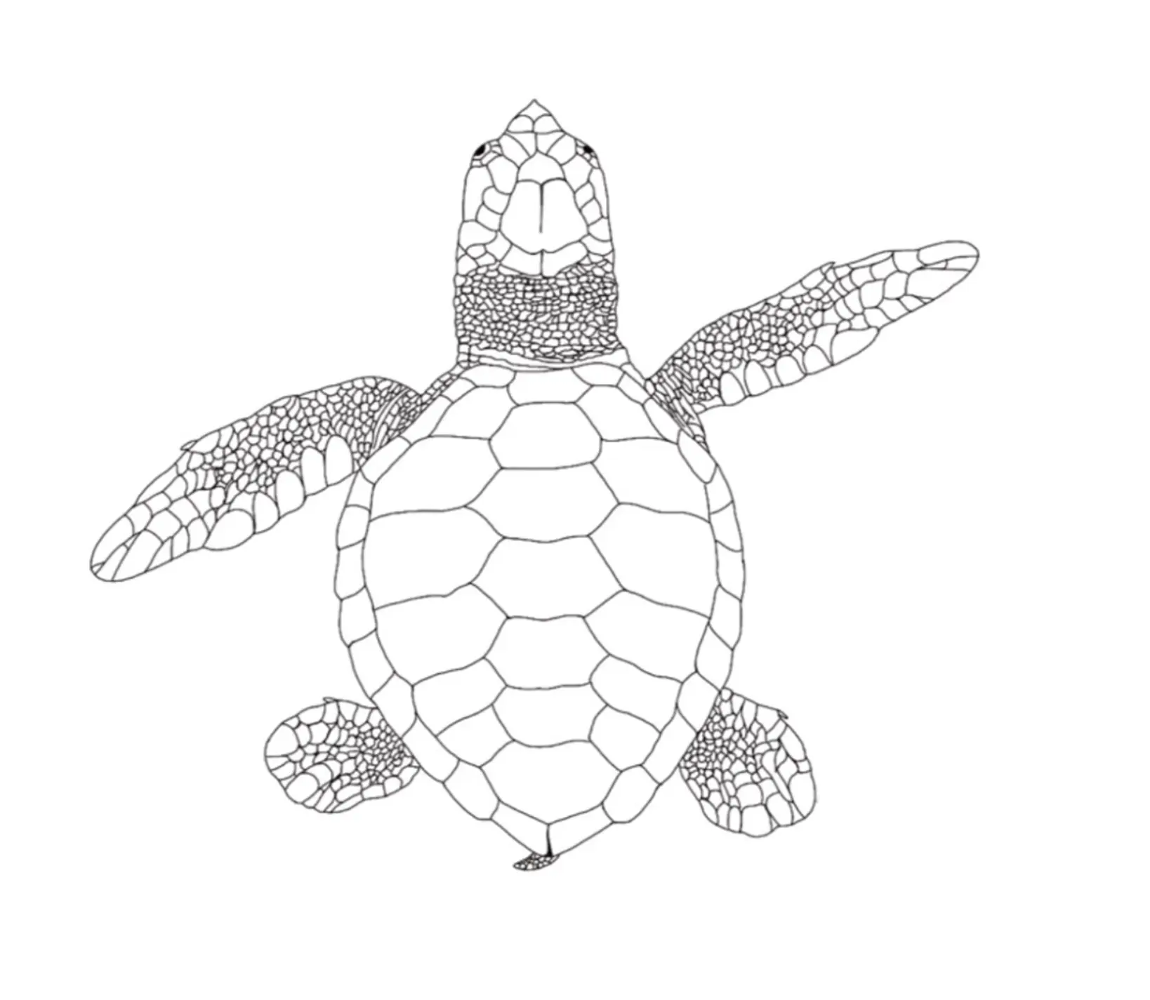 Hatchling Olive Ridley Turtle