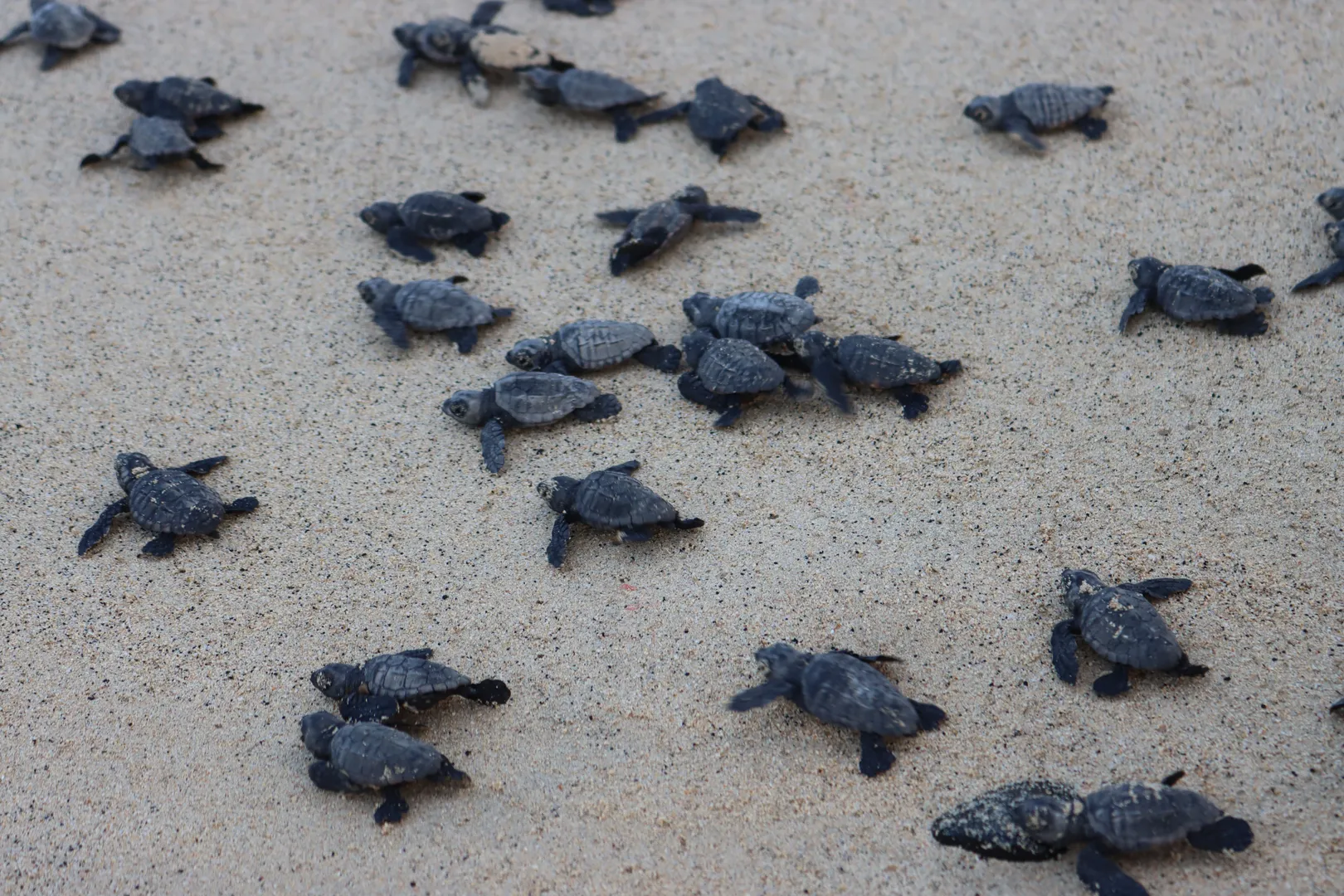 Sea turtle hatchlings